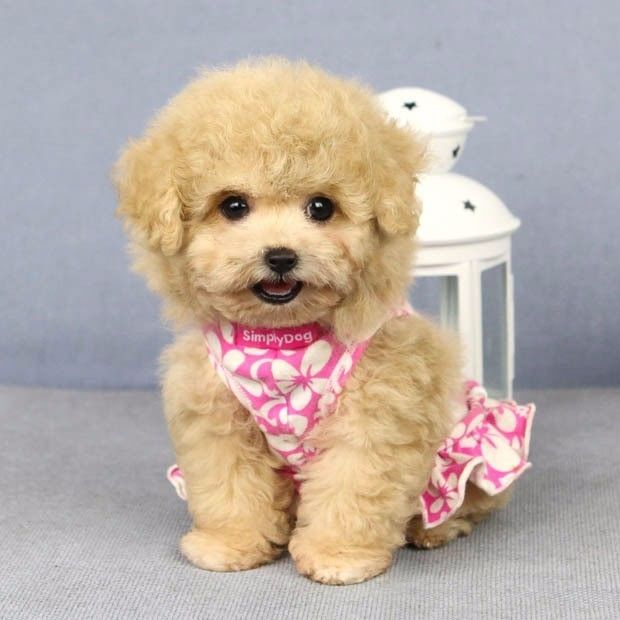 狗狗胃肠炎几天能好?揭开宠物健康的秘密